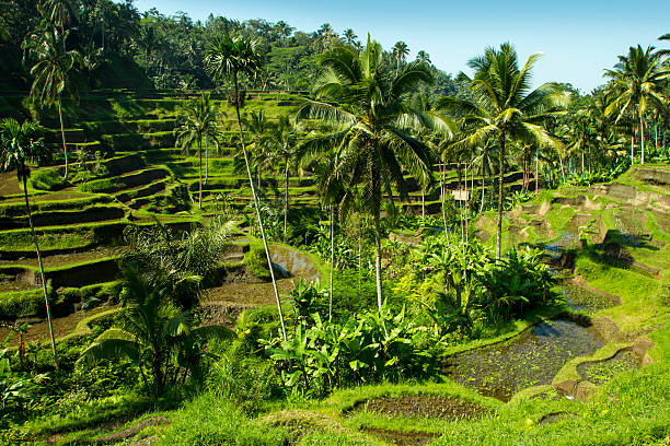 Rice field between palm trees, Ubud, Bali Indonesia stock photo