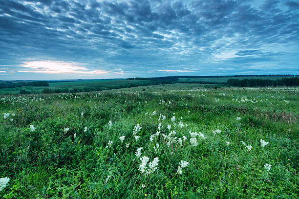 Morning fiels in Russia Silent sunrise over flowers fields in Russia fiels stock pictures, royalty-free photos & images