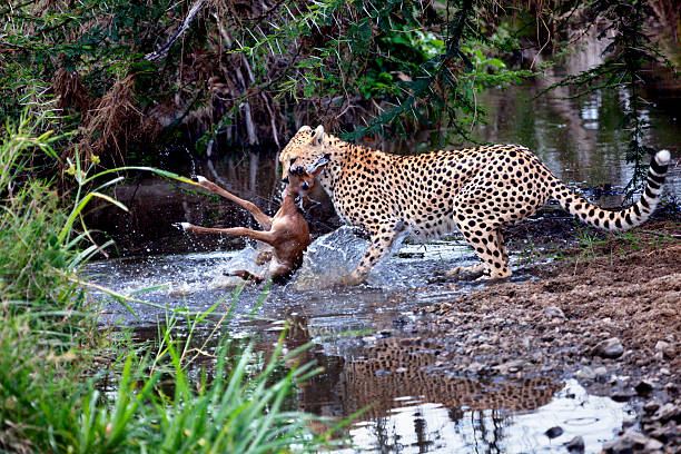 istock Cheetah catching prey in the Serengeti 452757613