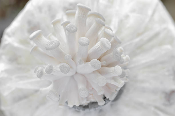 istock closeup oyster mushroom 452757881