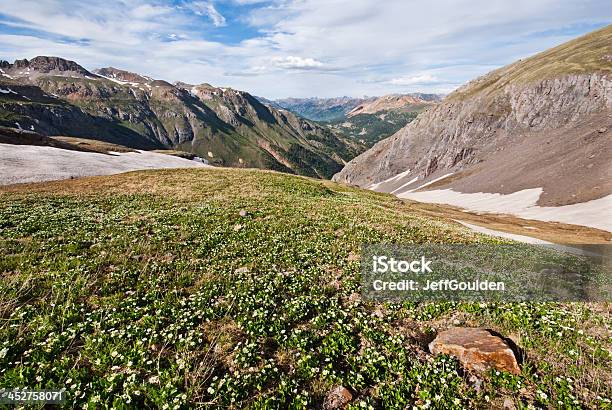 Prado De Malmequerdosbrejos - Fotografias de stock e mais imagens de América do Norte - América do Norte, Ao Ar Livre, Beleza natural