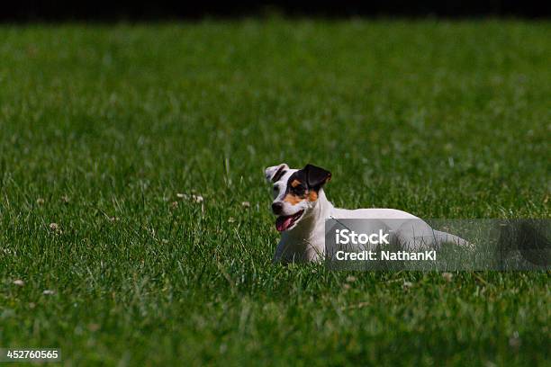 Parson Russell Terrier Stockfoto und mehr Bilder von Fotografie - Fotografie, Horizontal, Hund