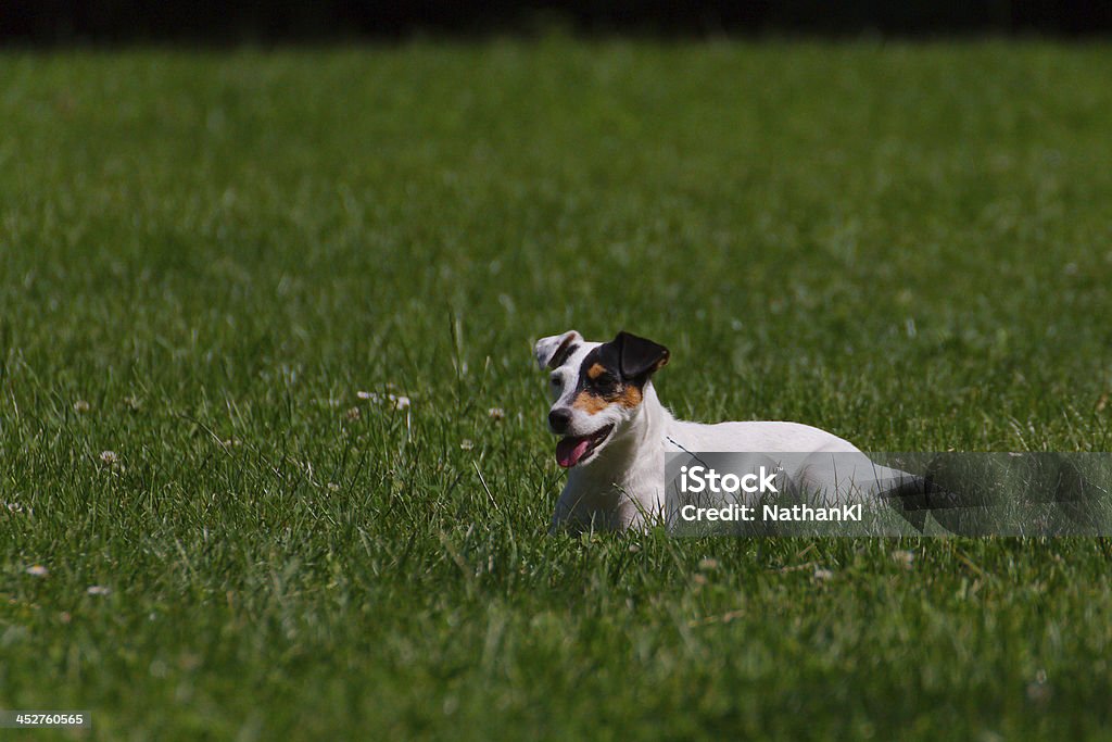 Russell Terrier Parson - Foto de stock de Fotografía - Imágenes libre de derechos