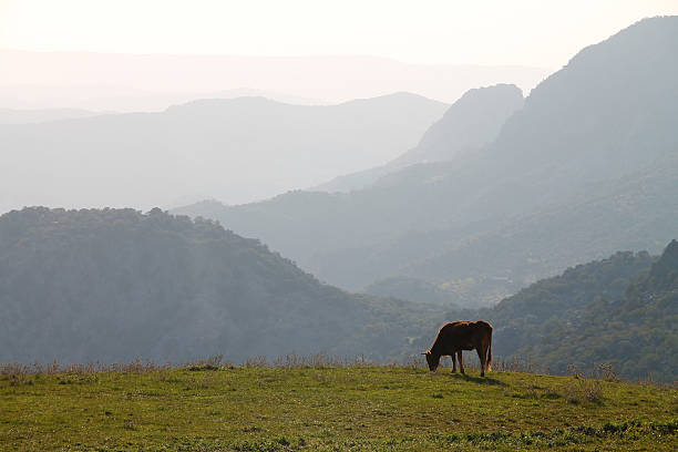 Cow in the mountains stock photo