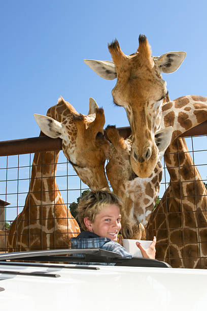 Two giraffes facing one another, close up