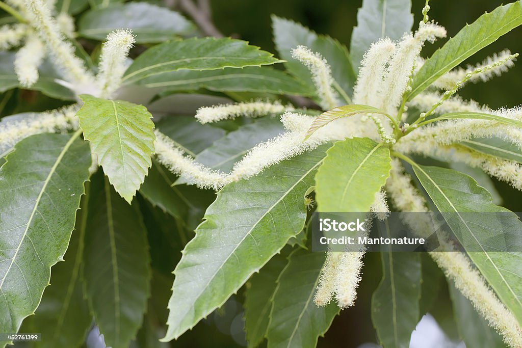 Sweet Castanha (Castanea sativa) Catkins - Royalty-free Amarelo Foto de stock