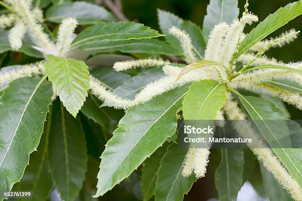 Sweet Castanha Catkins - Fotografias de stock e mais imagens de Amarelo - Amarelo, Ao Ar Livre, Beleza natural