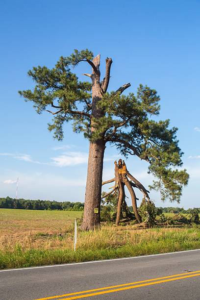 istock Broken tree in along road with blue skies 452762331