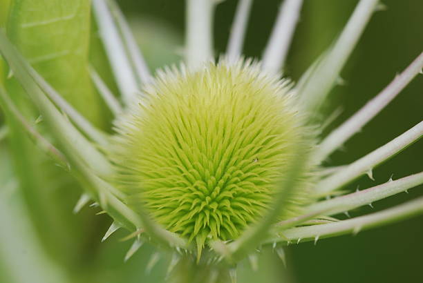 Weberkarde Dipsacus sativus stock photo