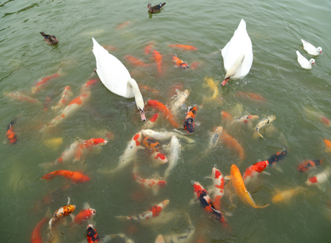 swan and duck with koi fish swimming in the pond