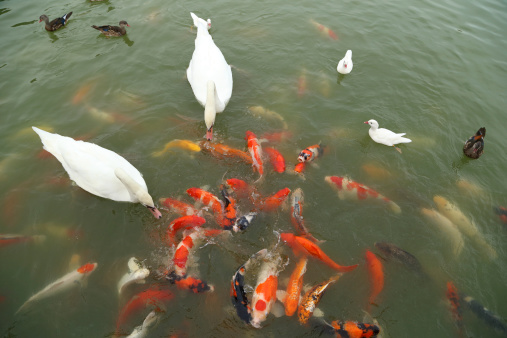 swan and duck with koi fish swimming in the pond