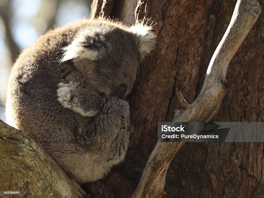 Coala dormir numa árvore - Royalty-free Animal Foto de stock