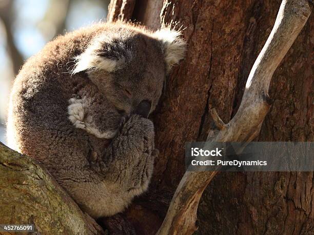 Coala Dormir Numa Árvore - Fotografias de stock e mais imagens de Animal - Animal, Animal selvagem, Ao Ar Livre