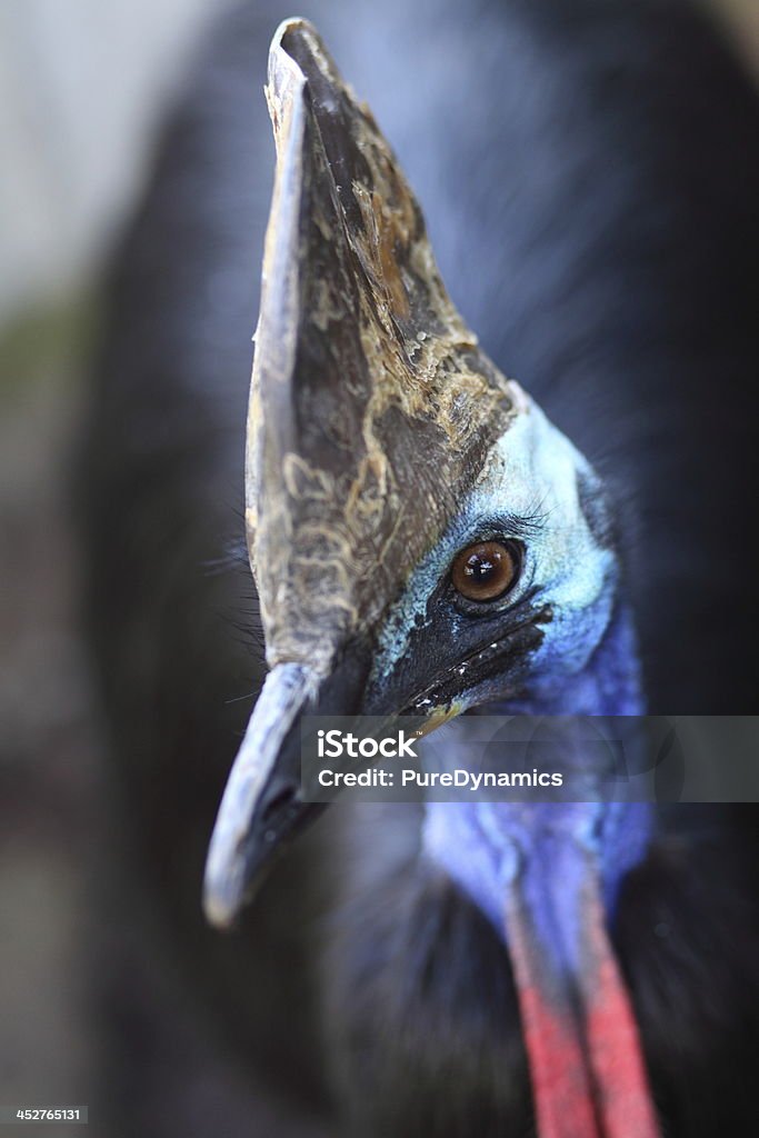 Casoar australien Oiseau qui ne vole pas - Photo de Animaux à l'état sauvage libre de droits