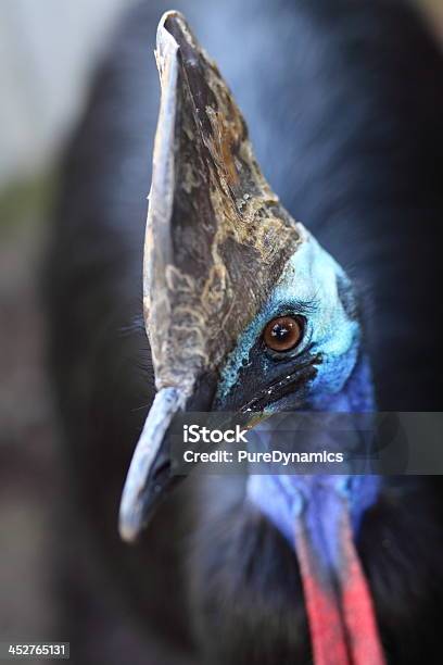 Photo libre de droit de Casoar Australien Oiseau Qui Ne Vole Pas banque d'images et plus d'images libres de droit de Animaux à l'état sauvage - Animaux à l'état sauvage, Australie, Bec