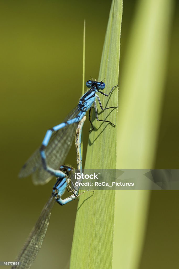 MACRO-association du bleu featherleg/Libellule (Platycnemis pennipes) - Photo de Abstrait libre de droits