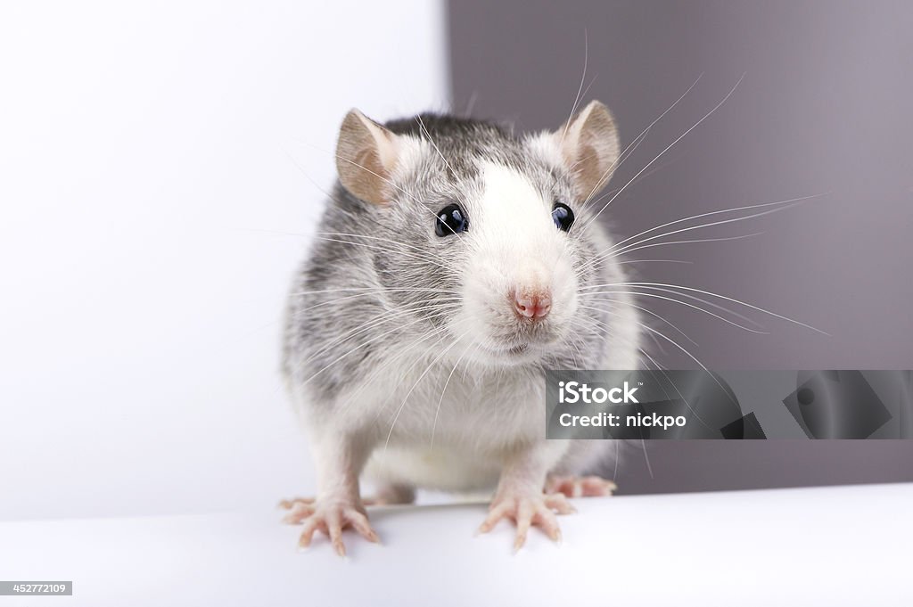 Decorative silver rat close-up Decorative silver rat on white half gray background Above Stock Photo