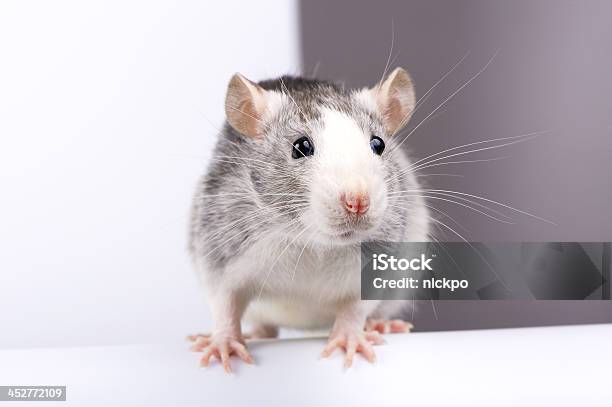 Decorative Silver Rat Closeup Stock Photo - Download Image Now - Above, Alertness, Animal