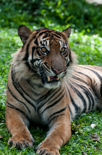 Resting Sumatran Tiger