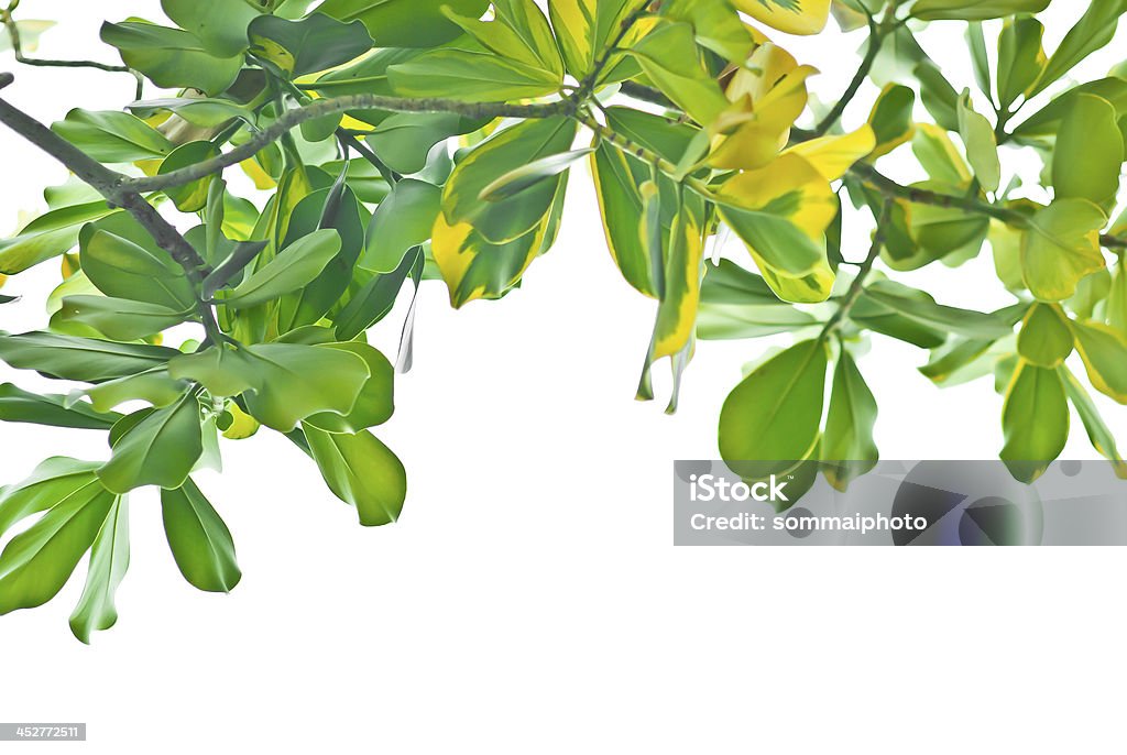 Folhas verdes - Foto de stock de Amarelo royalty-free