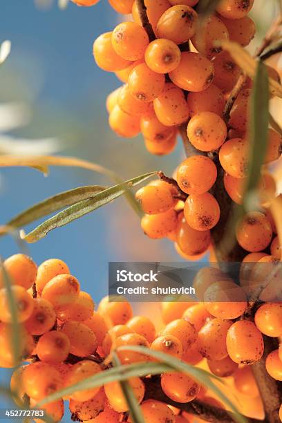 Foto de Espinheirodasareias Vermelhas Na Planta e mais fotos de stock de Arbusto - Arbusto, Comida, Comida e bebida