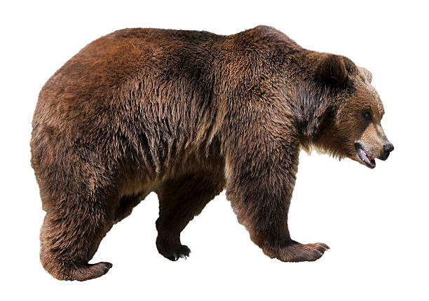 isolierte brown bear - braunbär stock-fotos und bilder