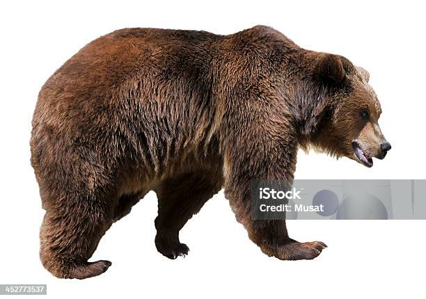 격리됨에 큰곰 곰에 대한 스톡 사진 및 기타 이미지 - 곰, 큰곰, 컷아웃 - iStock