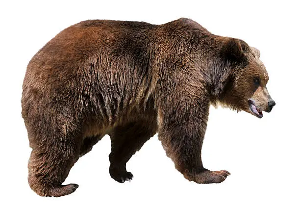 Photo of Isolated brown bear