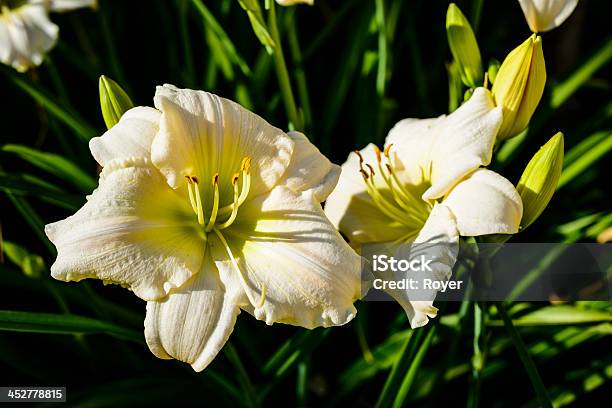 Dia Branco Liliáceas No Final Da Tarde Luz - Fotografias de stock e mais imagens de Amarelo - Amarelo, Ao Ar Livre, Beleza natural