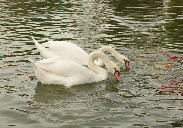 swan with koi fish swimming in the pond