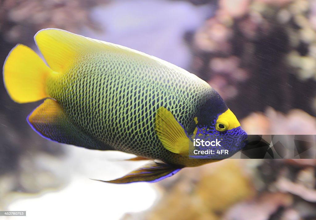 Acará-bandeira de máscara amarelo Blueface Pomacanthus Xantometopan - Royalty-free Amarelo Foto de stock