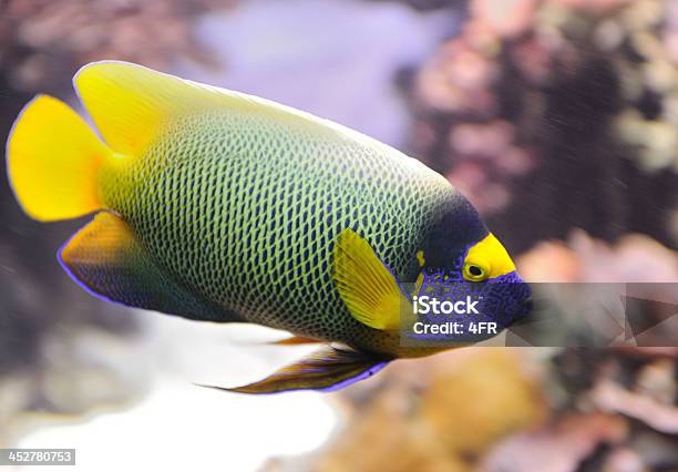 Acarábandeira De Máscara Amarelo Blueface Pomacanthus Xantometopan - Fotografias de stock e mais imagens de Amarelo