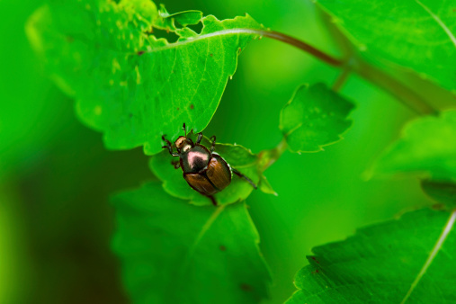 A beetle continues nibbling across the leaves of a raspberry bush.  Shallow DOF - focus on beetle.
