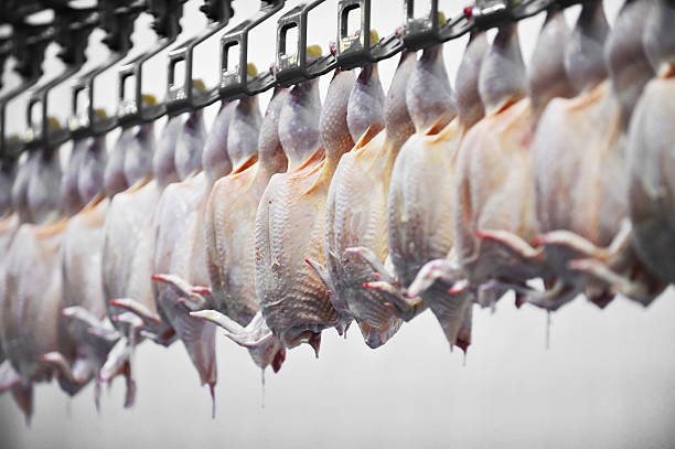 traitement de viande de volaille - slaughterhouse photos et images de collection