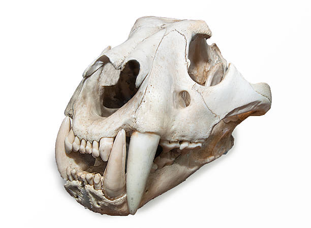 istock Skull of tiger isolated on white background 452792225