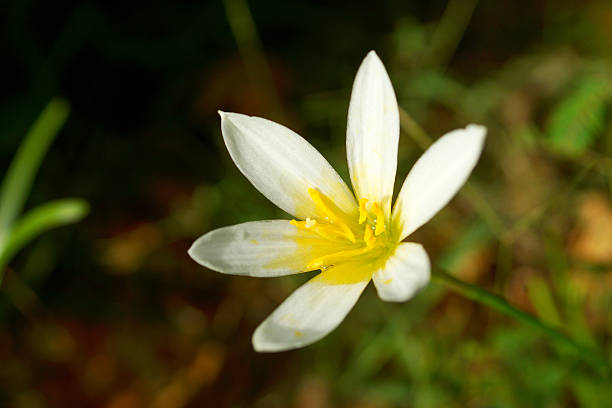 istock Rain lily garden fading into the background 452792385