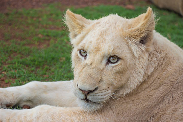 istock White Lion Cub Portrait 1 452793925