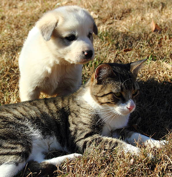 istock Alert Puppy and Cat 452797253