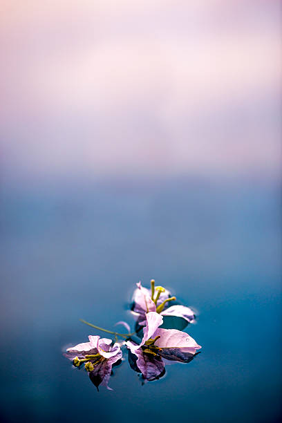 istock Lilac tropical flower floating 452797725