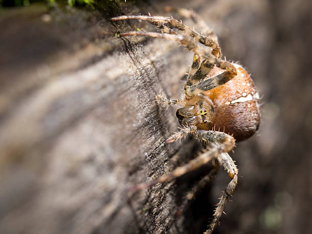 Aranha Tecelã - foto de acervo