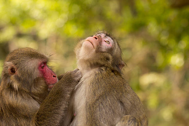 Hanuman Langur resting in the forests of Tadoba National Park, India