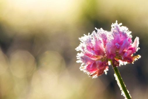 Pink rose bloom in winter covered with ice crystals