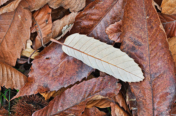 Autumnal background stock photo