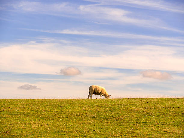 colina de cleeve - hill cotswold grass moor fotografías e imágenes de stock