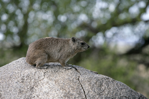 Bush hyrax or Yellow-spotted rock dassie,  Heterohyrax brucei, single mammal on rock, Tanzania