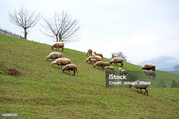 Foto de Ovelhas e mais fotos de stock de Agricultura - Agricultura, Animal, Animal de Fazenda