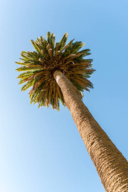 palm tree - sanfran2012 stock-fotos und bilder