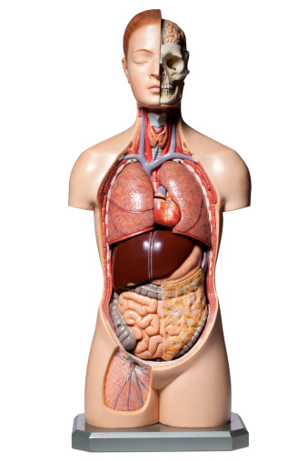 Human anatomy model. Photo with clipping path.
