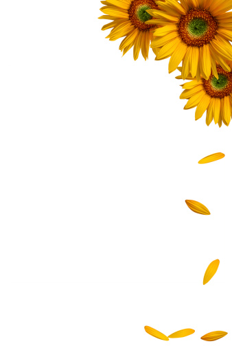 Sunflower dropping petals in white background