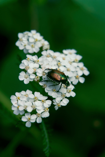 A japanese beetle takes a rest on a Yarrow flower.  Shallow DOF, focal plane on beetle.